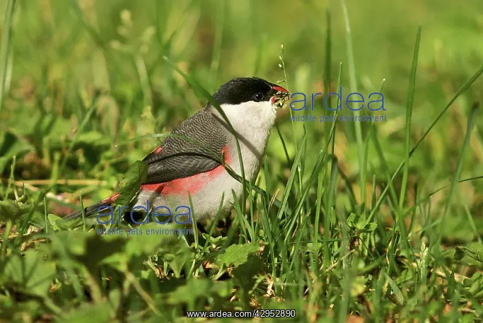 : Black-crowned Waxbill : Black-crowned Waxbill