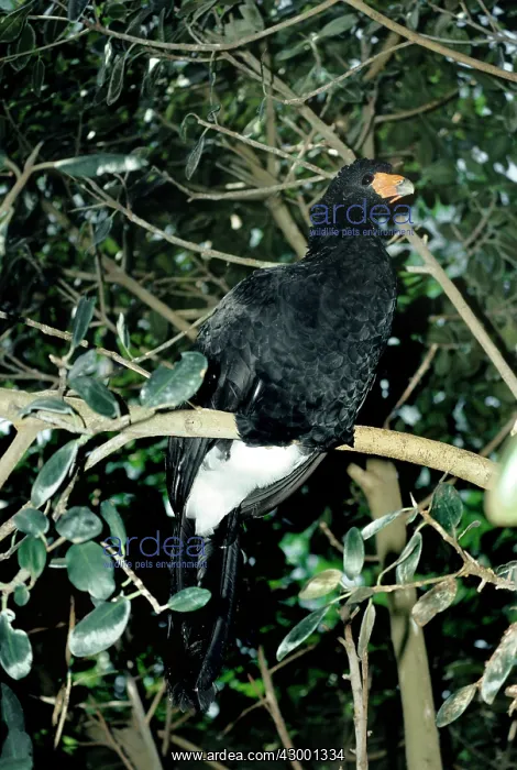 : Black Curassow : Black Curassow