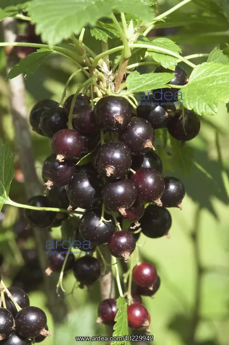 : Black Currant : Black Currant