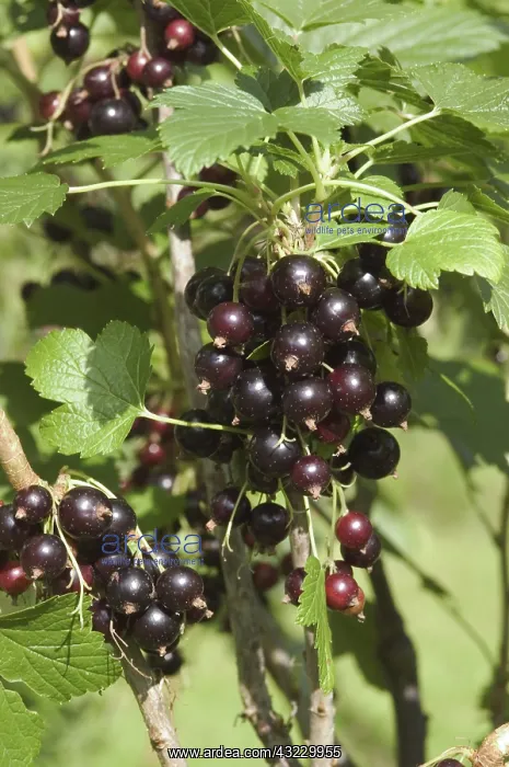 : Black Currant : Black Currant