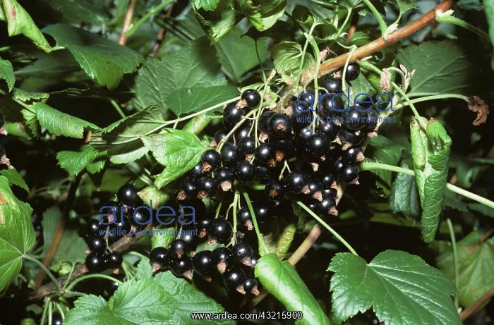 : Black currants on the bush : Black currants on the bush