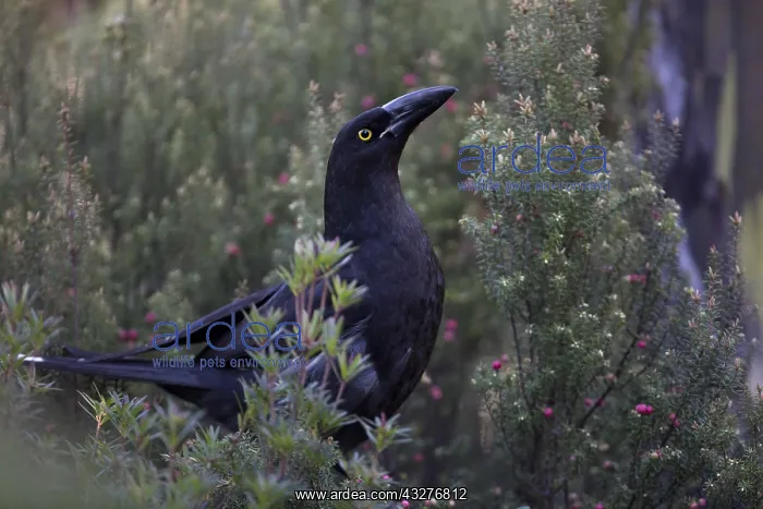 : Black Currawong - perched in bushes - Mount Wellington : Black Currawong - perched in bushes - Mount Wellington