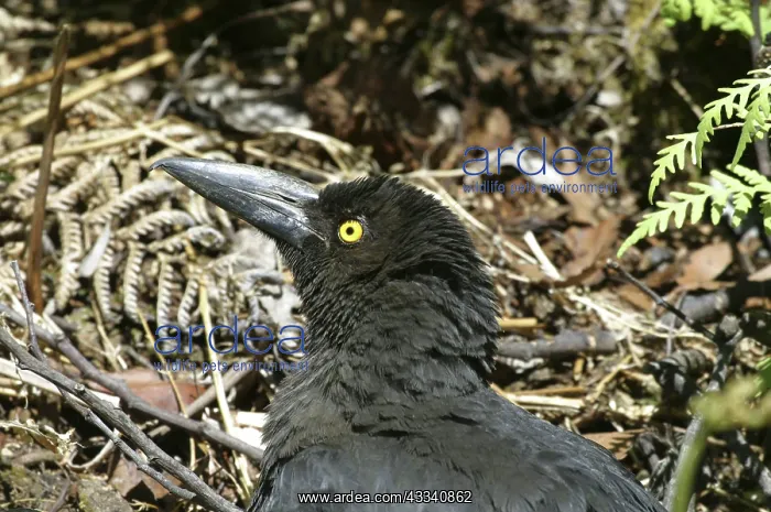 : Black CURRAWONG - sunbathing : Black CURRAWONG - sunbathing