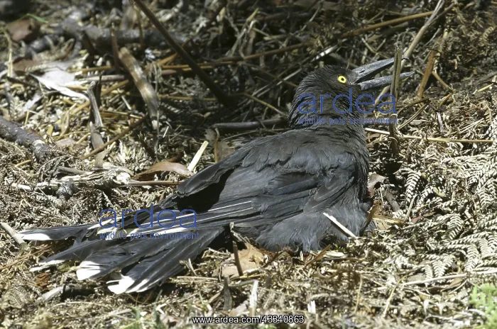 : Black CURRAWONG - sunbathing : Black CURRAWONG - sunbathing