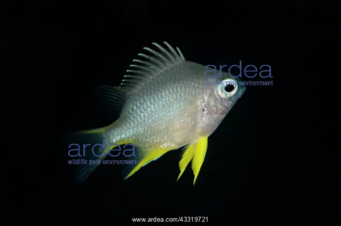 : Black Damselfish - juvenile : Black Damselfish - juvenile