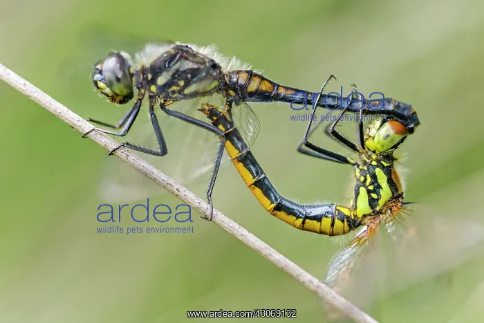 : Black Darter : Black Darter