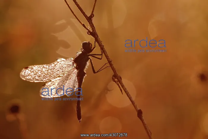 : Black Darter : Black Darter