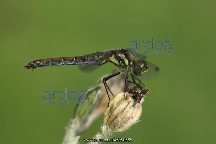 : Black Darter : Black Darter
