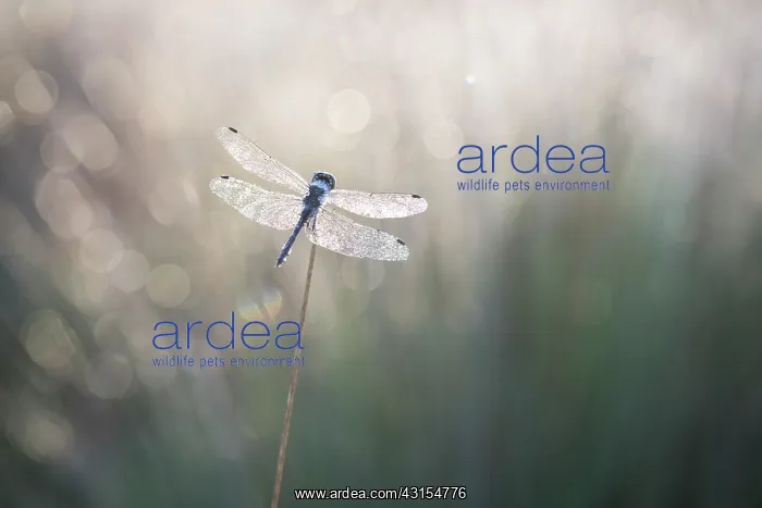 : Black Darter : Black Darter