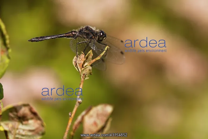 : Black Darter : Black Darter