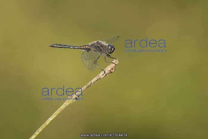 : Black Darter : Black Darter