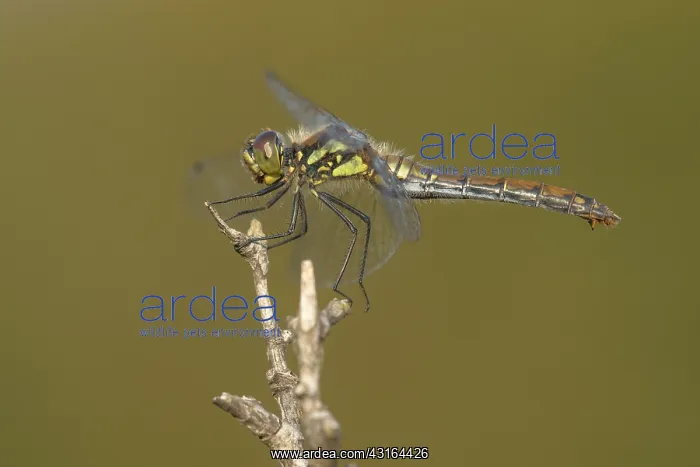  : Black Darter