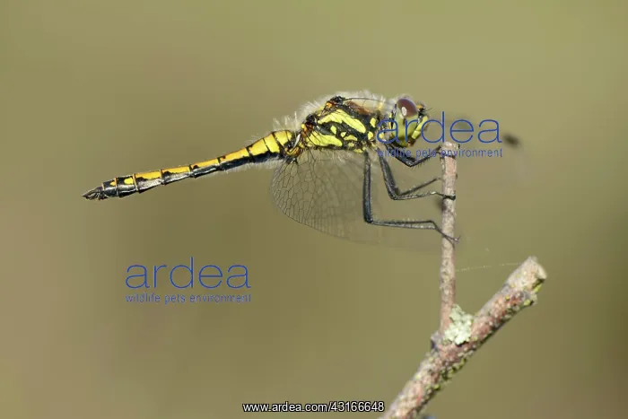 : Black Darter : Black Darter