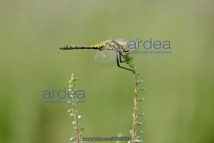  : Black Darter