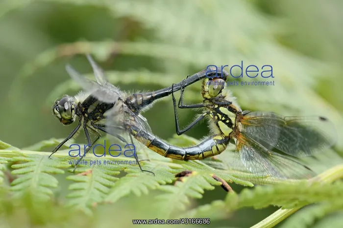 : Black Darter : Black Darter