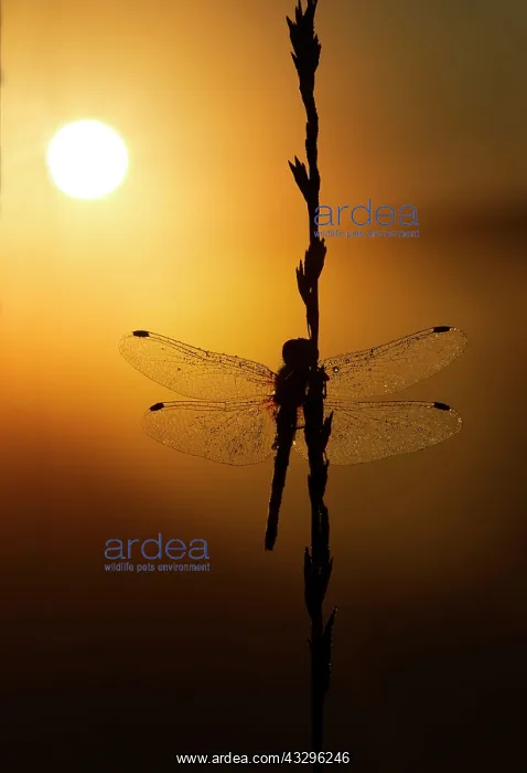 : Black Darter - dragonfly covered in dew at sunrise - July : Black Darter - dragonfly covered in dew at sunrise - July