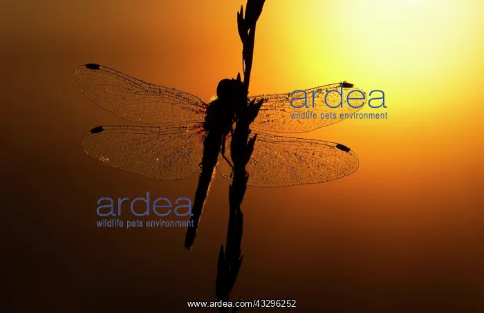 : Black Darter - dragonfly covered in dew at sunrise - July : Black Darter - dragonfly covered in dew at sunrise - July