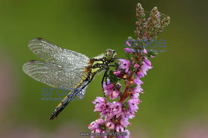 : Black Darter - dragonfly covered in early morning : Black Darter - dragonfly covered in early morning