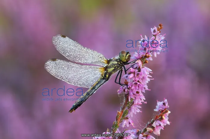 : Black Darter Dragonfly- female resting on heather : Black Darter Dragonfly- female resting on heather