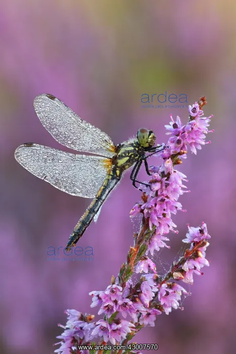 : Black Darter dragonfly resting on Heather and covered : Black Darter dragonfly resting on Heather and covered