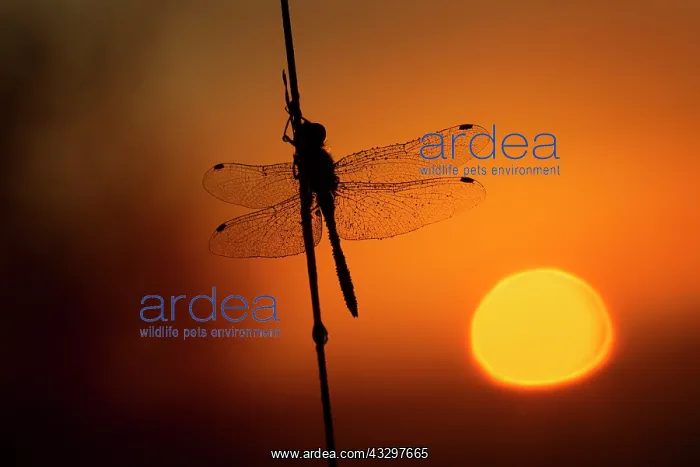 : Black Darter - dragonfly being silhouetted at sunrise : Black Darter - dragonfly being silhouetted at sunrise
