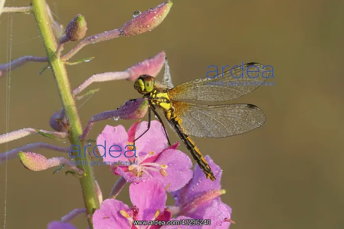 : Black Darter - female dragonfly covered in dew while : Black Darter - female dragonfly covered in dew while