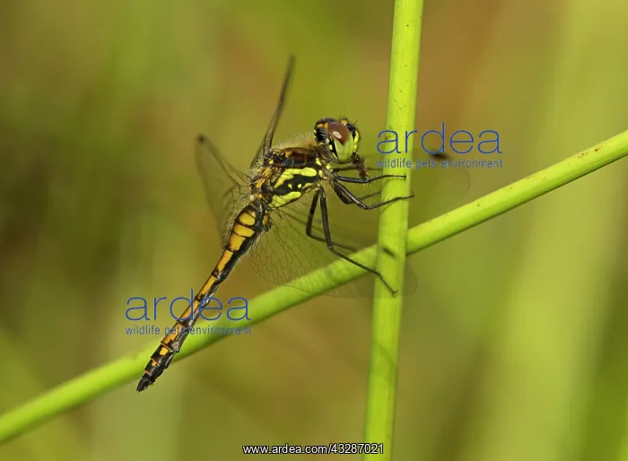  : Black Darter - female eating prey perched on rush