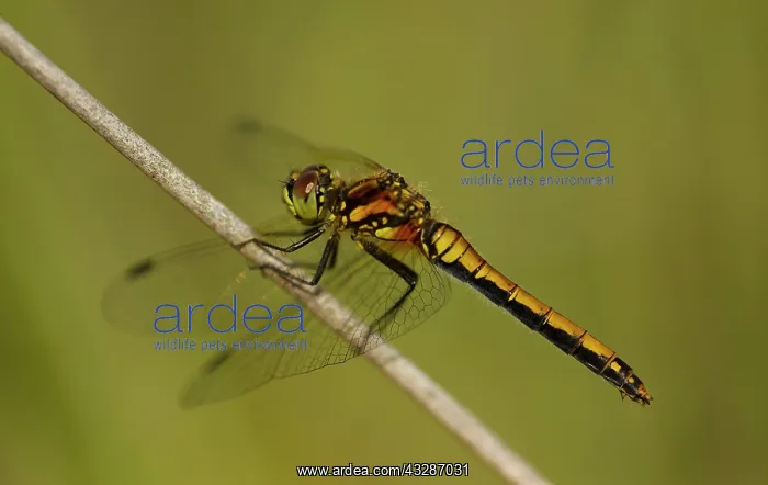 : Black Darter - female perched on rush near to pond - Summer : Black Darter - female perched on rush near to pond - Summer
