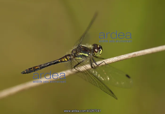 : Black Darter - male perched on rush near to pond - Summer : Black Darter - male perched on rush near to pond - Summer