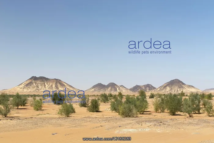 : Black desert, western libyan desert, Egypt, Africa : Black desert, western libyan desert, Egypt, Africa