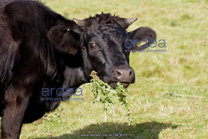 : Black Dexter Cow eating thistles in field : Black Dexter Cow eating thistles in field