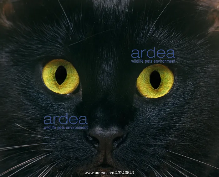 : BLACK DOMESTIC CAT, CLOSE-UP OF EYES : BLACK DOMESTIC CAT, CLOSE-UP OF EYES