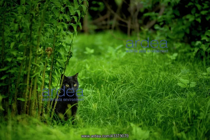 : Black domestic cat (Felis catus) in meadow, Mindelheim : Black domestic cat (Felis catus) in meadow, Mindelheim