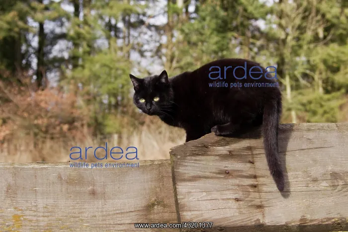 : Black domestic cat sitting on a wooden fence, Vulkaneifel : Black domestic cat sitting on a wooden fence, Vulkaneifel