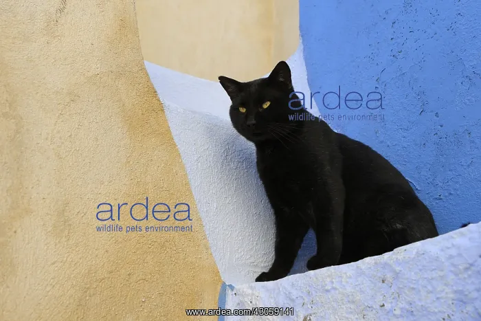 : Black Domestic Cat on staircase Cyclades islands Greece : Black Domestic Cat on staircase Cyclades islands Greece