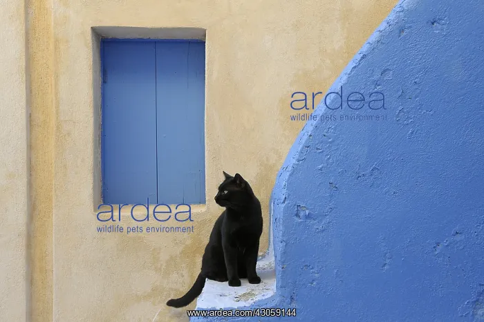 : Black Domestic Cat on staircase Cyclades islands Greece : Black Domestic Cat on staircase Cyclades islands Greece