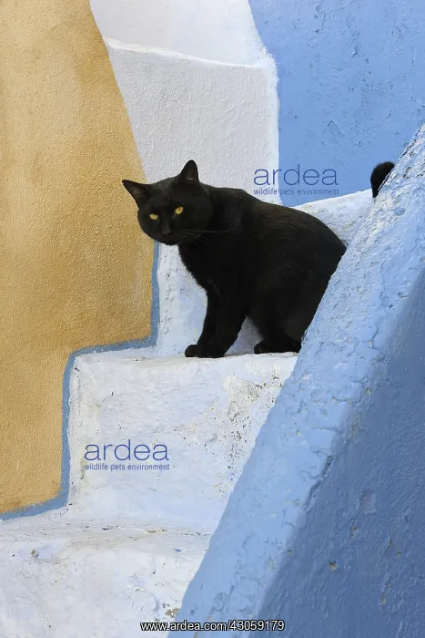 : Black Domestic Cat on staircase Cyclades islands Greece : Black Domestic Cat on staircase Cyclades islands Greece