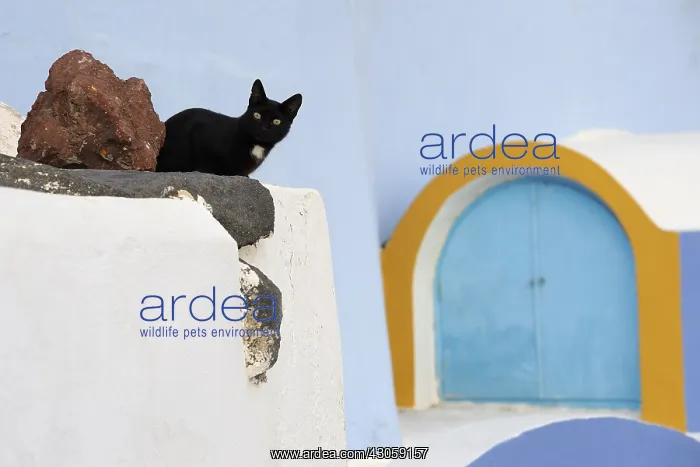 : Black Domestic Cat on a wall Cyclades islands Greece : Black Domestic Cat on a wall Cyclades islands Greece