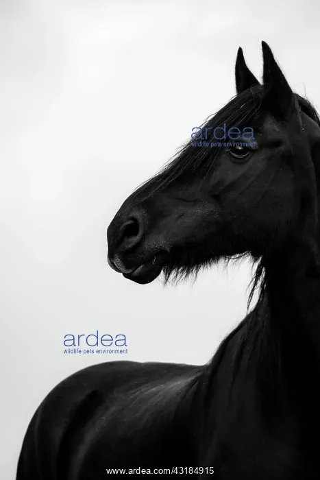 : Black domestic horse (Equus caballus) in a meadow : Black domestic horse (Equus caballus) in a meadow