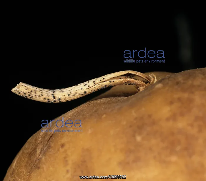 : Black dot on potato : Black dot on potato