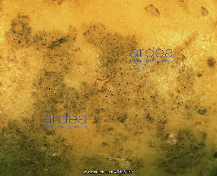 : Black dot pycnidia on potato : Black dot pycnidia on potato