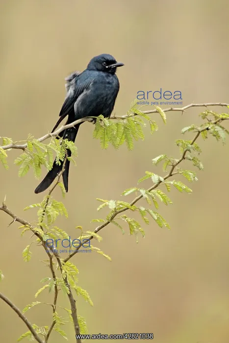 : Black Drongo : Black Drongo