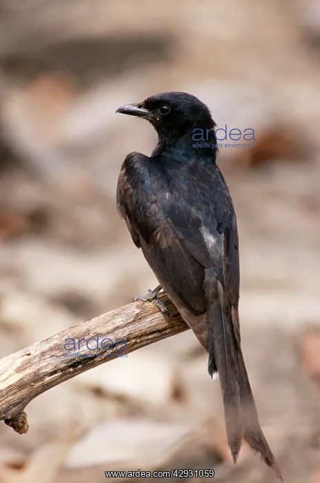 : Black Drongo : Black Drongo