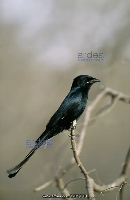 : Black DRONGO : Black DRONGO