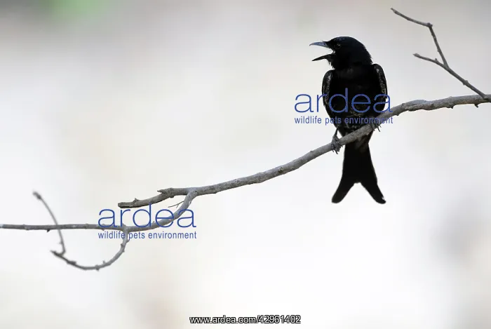 : Black Drongo : Black Drongo