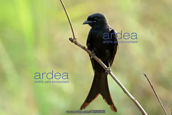 : Black Drongo Bird : Black Drongo Bird