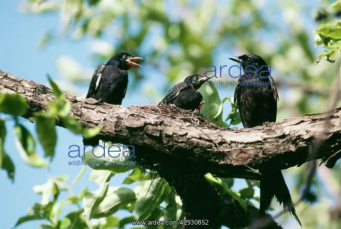 : BLACK DRONGO - & FLEDGLINGS : BLACK DRONGO - & FLEDGLINGS