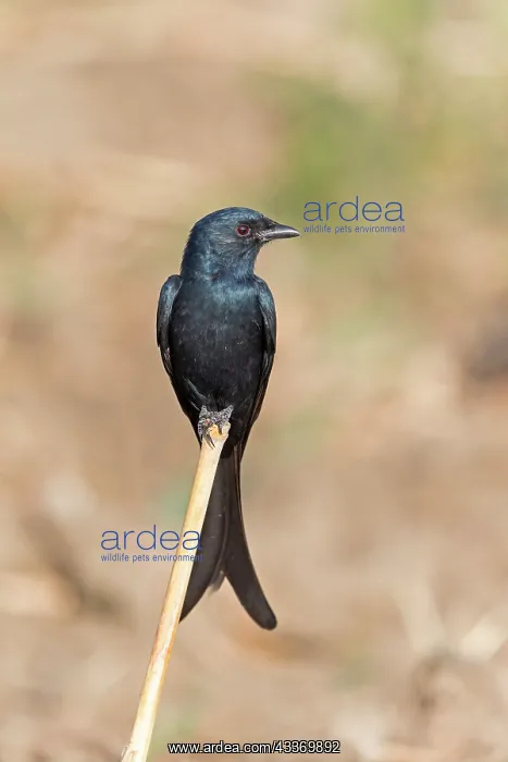 : Black Drongo - perched : Black Drongo - perched
