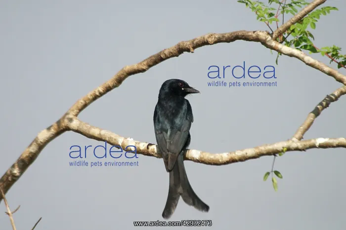 : Black Drongo - Perched on branch : Black Drongo - Perched on branch