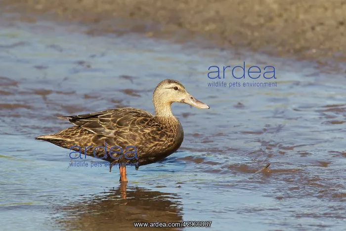 : Black Duck : Black Duck